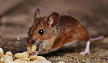 24 Hour & Emergency Exterminators in Pomona, CA